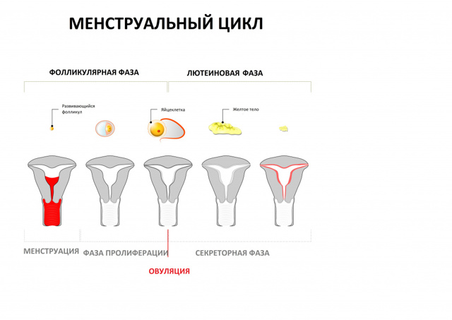 Женское бесплодие - классификация, диагностика, методы лечения